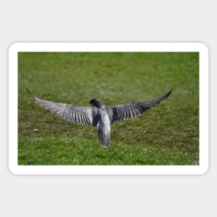 A Peregrine's wingspan Sticker